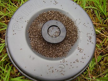 midges.jpg