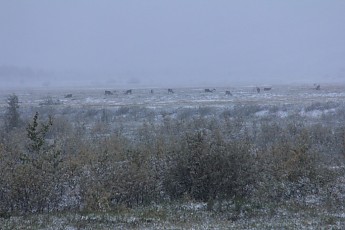 Caribou-1.jpg