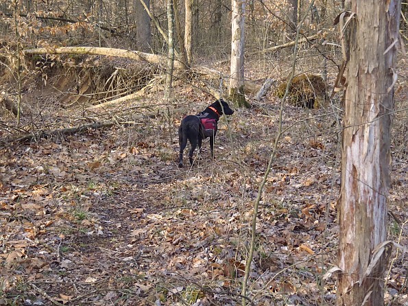 Outward Hound Excursion backpack