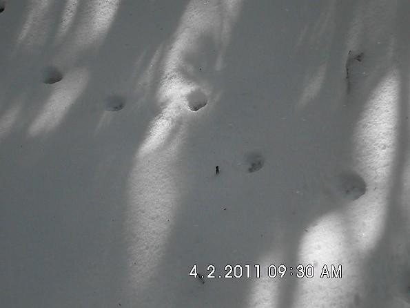 Spring-Trip-4-1-11-028.jpg