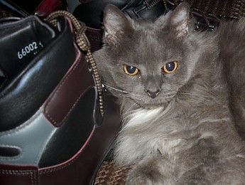 scarpa-cat-004.jpg