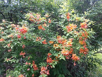 cool-flowers.jpg