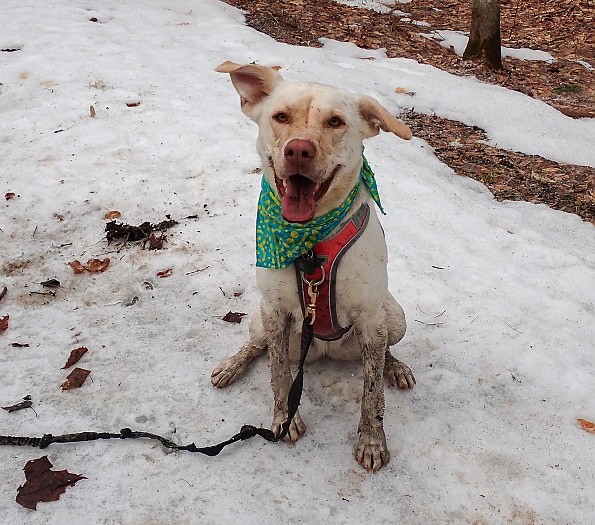 muddy-harness-pic.jpg
