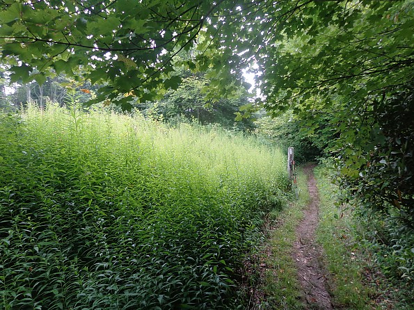 DSC02225.jpg