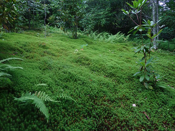 DSC02231.jpg