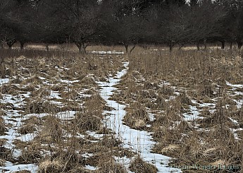 g-deer.jpg
