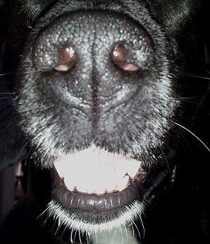 Dixie-s-snout.jpg