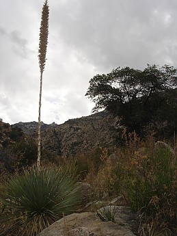 Agave-along-trail-to-Romero-Pools.jpg
