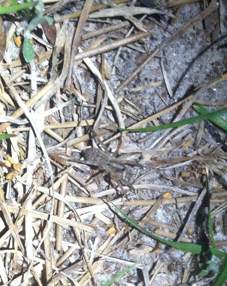 Snow Peak Mola Headlamp Reviews Trailspace