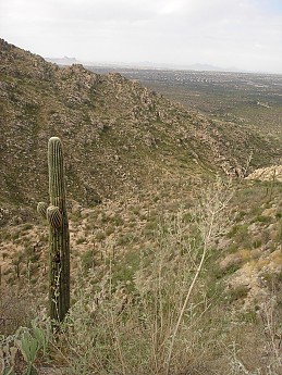Saguaro-Cactus-along-trail-to-Romero-Poo