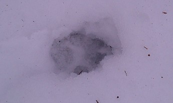 IMAG0955.jpg