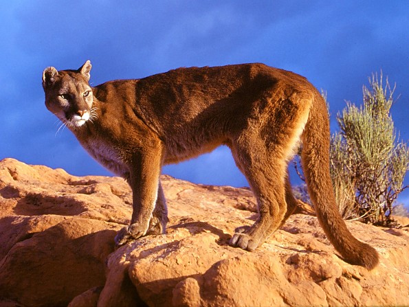 South Datoka Mountain Lion walks to Connecticut - Trailspace