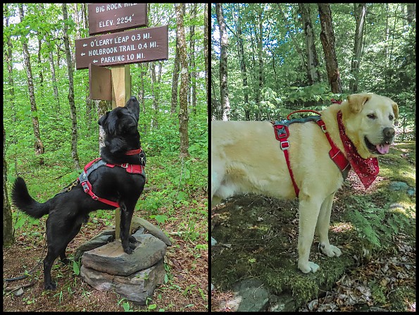 Journey clearance dog harness