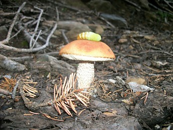 Aug-26-to-28th-hike-to-Humphreys-028.jpg