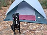 photo:   K-9 Dynamo