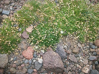 A-single-flower-blooms-within-100s-of-ot
