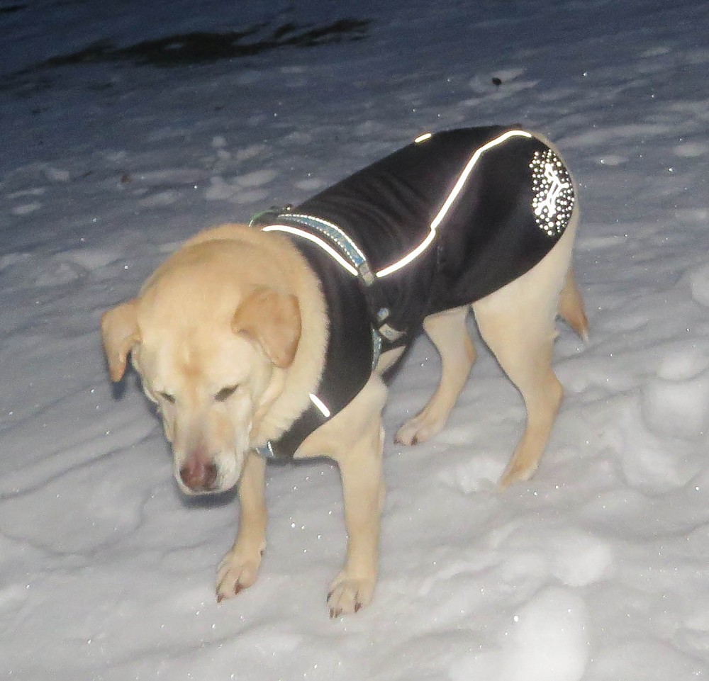 Stunt Puppy Sub Woofer Reviews Trailspace