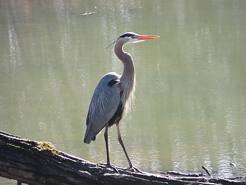 IMG_0484.jpg