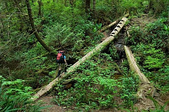 west-coast-trail-log-bridge-0306.jpg