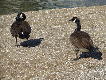 IMG_0485.jpg