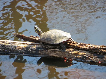 IMG_0487.jpg
