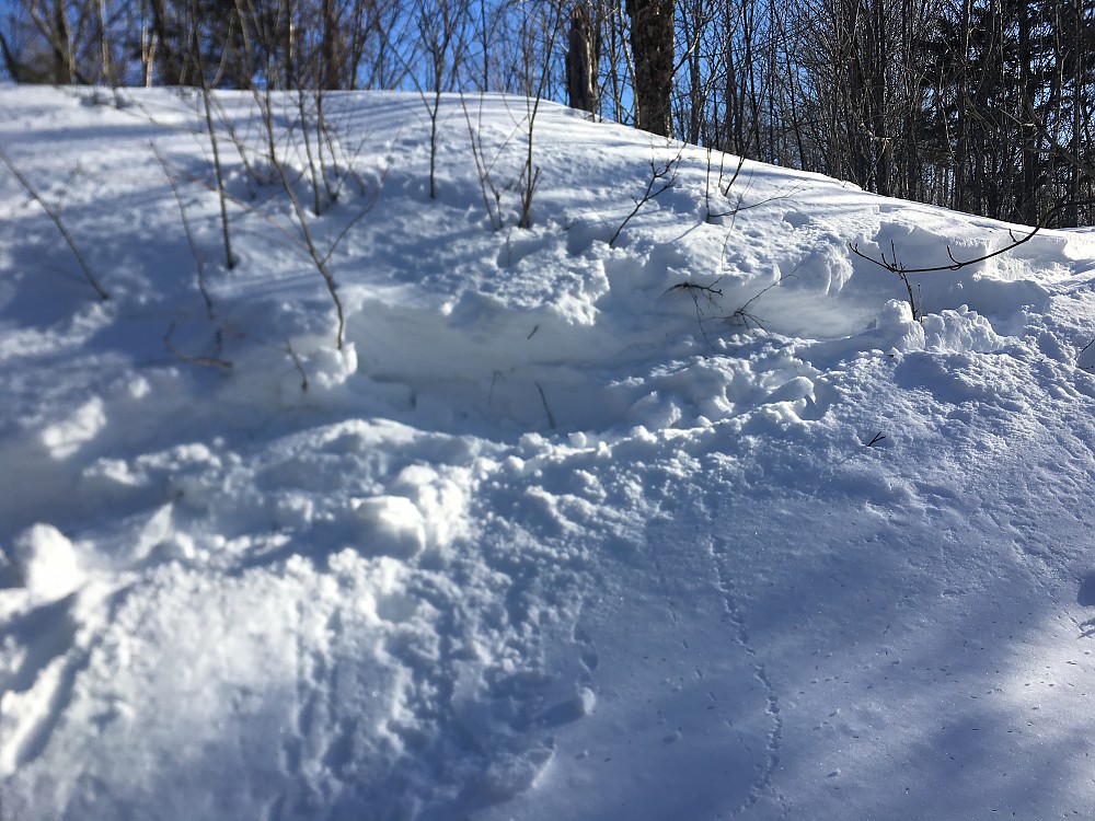 GV Snowshoes Wide Trail Reviews Trailspace