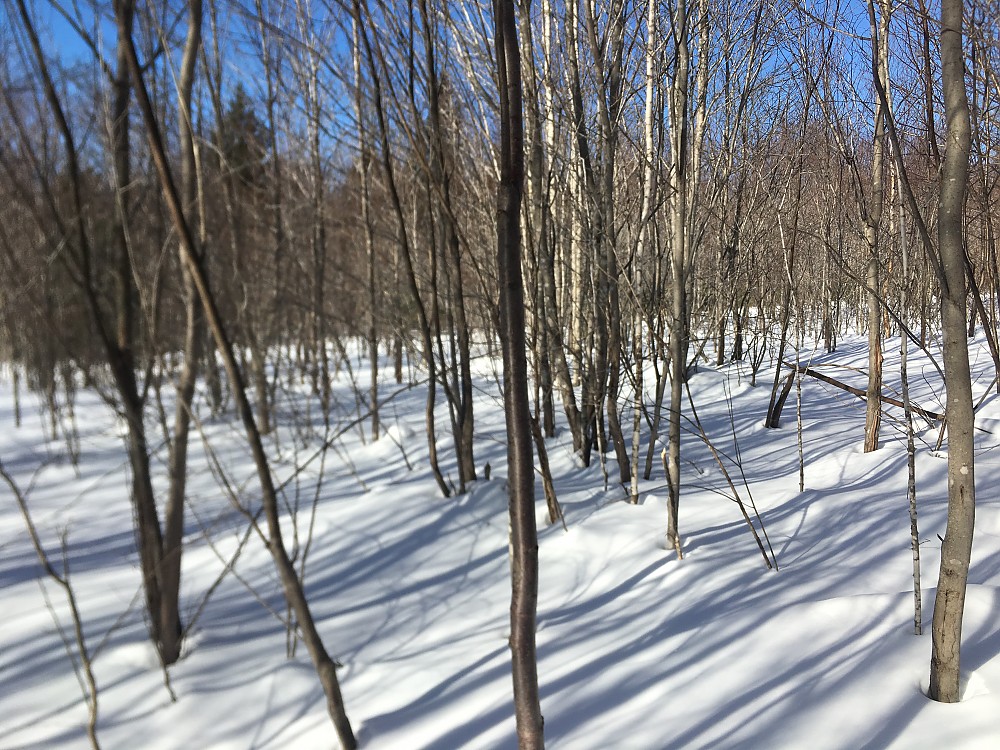 GV Snowshoes Wide Trail Reviews Trailspace