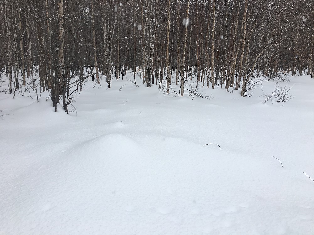 GV Snowshoes Wide Trail Reviews Trailspace