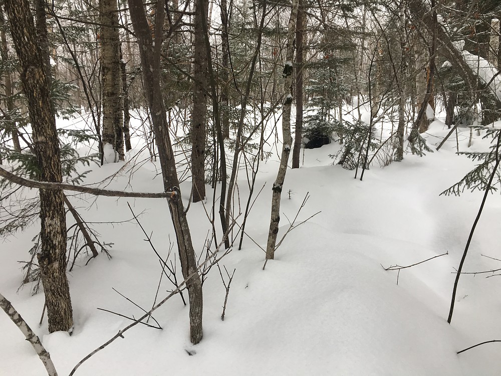 GV Snowshoes Wide Trail Reviews Trailspace