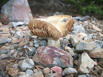 A-drying-mushroom-cap-shows-its-undernea