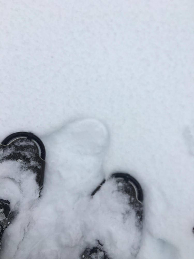 GV Snowshoes Wide Trail Reviews Trailspace