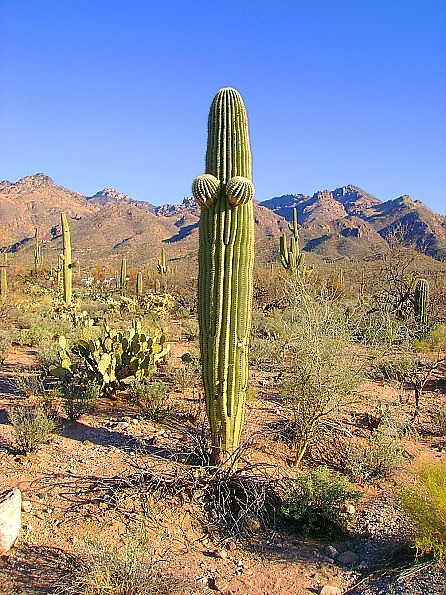 Saguaro-2013.jpg