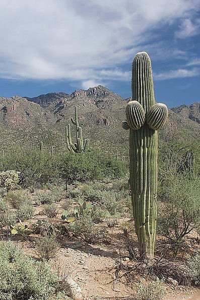 Saguaro-2014.jpg