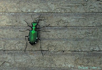 g-tiger-beetle.jpg