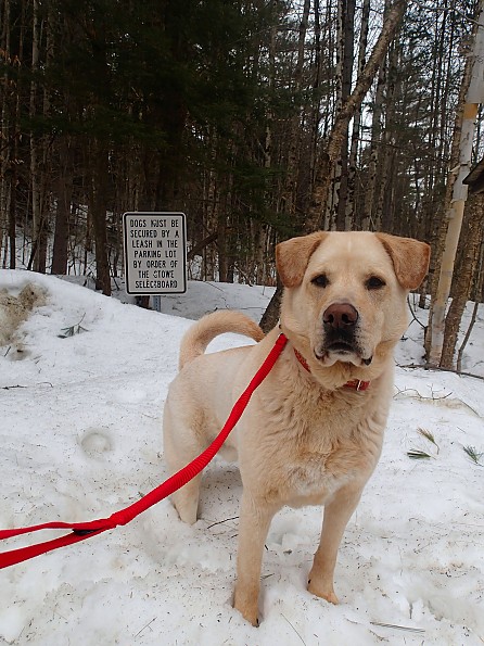 Ruffwear Ridgeline Leash Reviews Trailspace