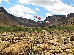 Tablelands-flower.jpg