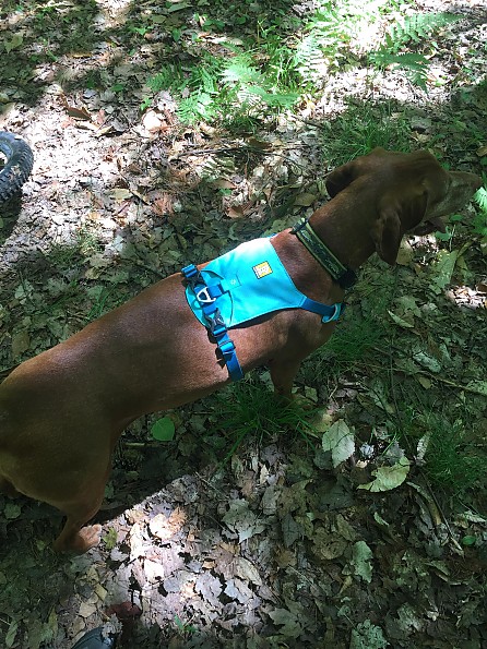 Ruffwear Hi Light Harness Reviews Trailspace