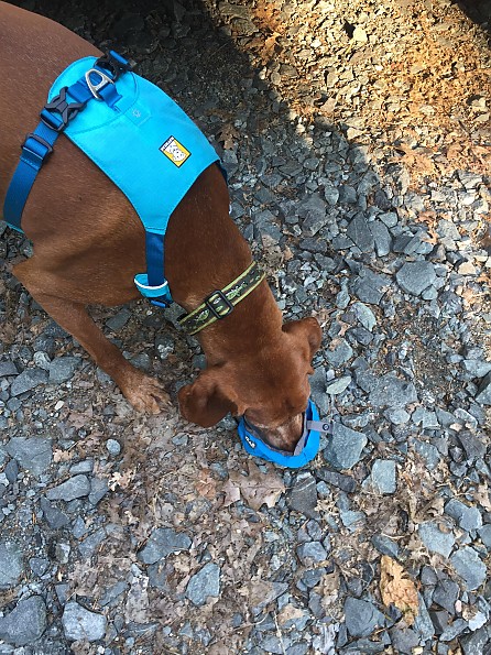 Kommunikationsnetværk Pilgrim Charlotte Bronte Ruffwear Hi & Light Harness Reviews - Trailspace