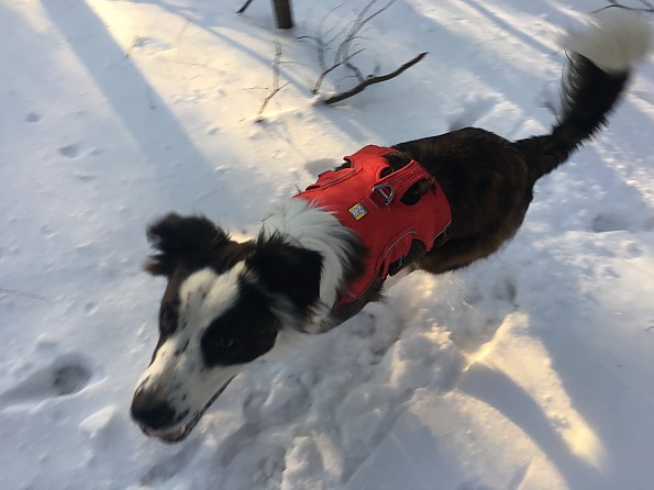 Ruffwear Web Master Harness Reviews Trailspace