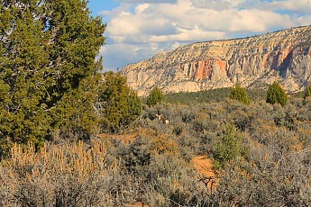 Mule-deer-1.jpg