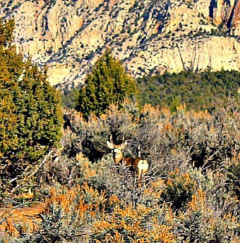 Mule-deer-2.jpg