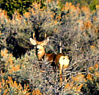 Mule-Deer-3.jpg