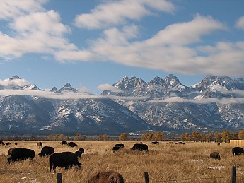 Bison-at-Mormon-Row-GTNP-WY.jpg