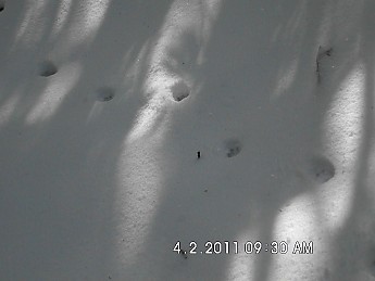 Spring-Trip-4-1-11-028.jpg