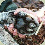 cougarfoot2.jpg