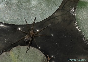 g-spider.jpg