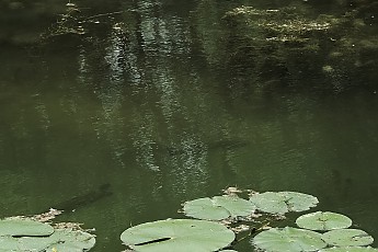 bass-2.jpg