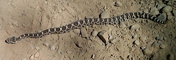 Rattler01.jpg