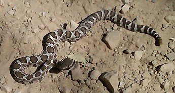 Rattler03.jpg