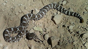 Rattler12.jpg
